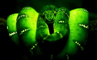 Image Green Snake